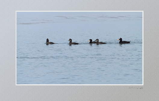 Colorful ocean ducks swimming in a line